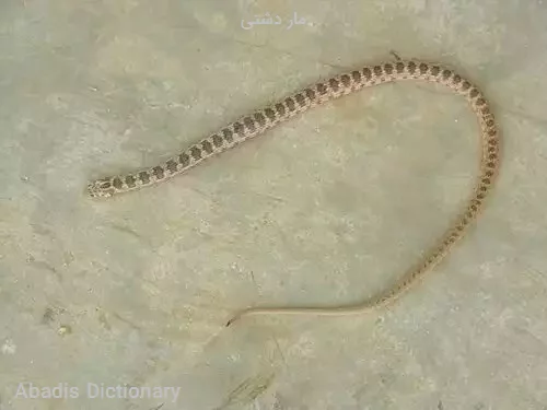مار دشتی